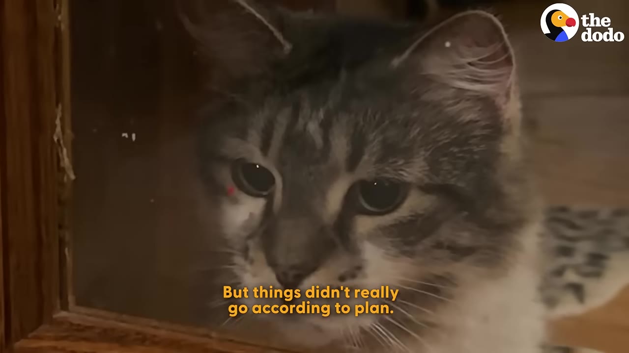 A close-up of a fluffy tabby cat looking through a glass door with a concerned expression, with the caption 'But things didn't really go according to plan.'