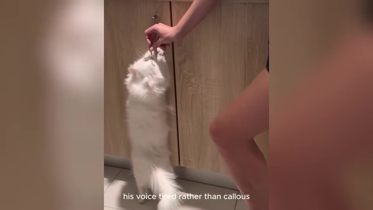 A person's hand holding a small syringe or dropper to feed a fluffy white cat standing on its hind legs.