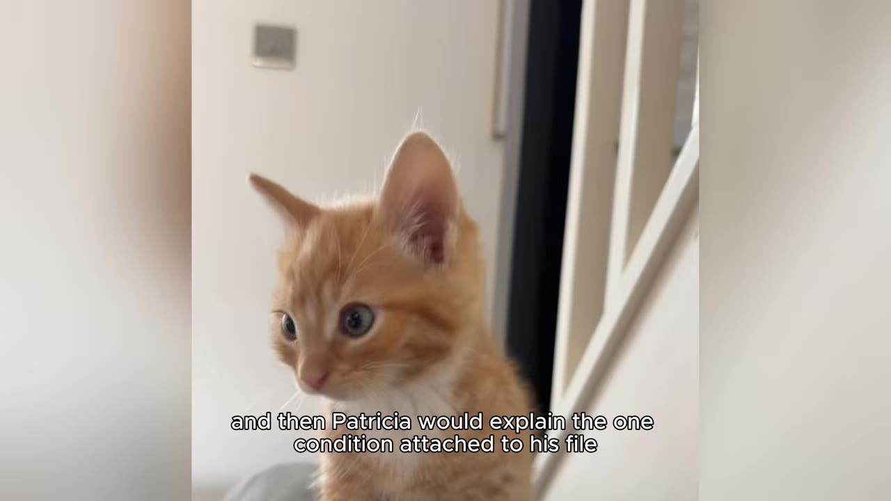 An orange and white kitten looking off-camera with wide eyes.