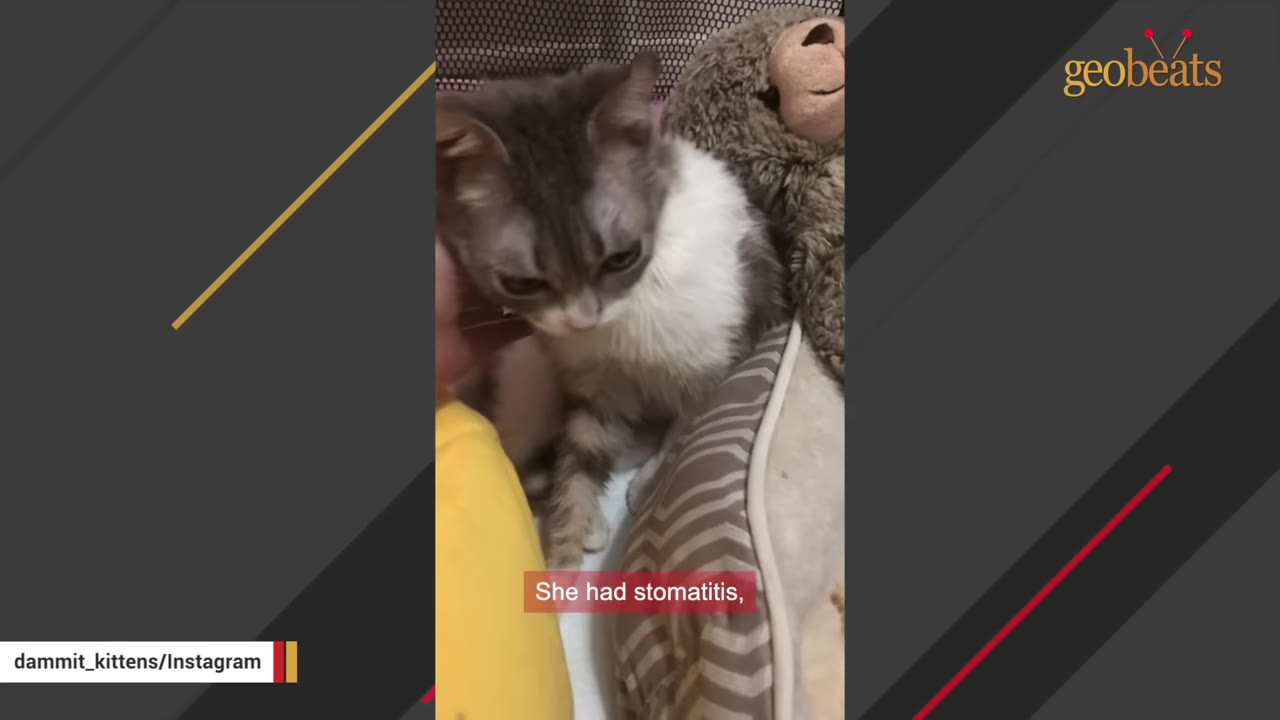 A grey and white cat being gently petted on its neck while sitting next to a plush toy, with a caption reading 'She had stomatitis,'.