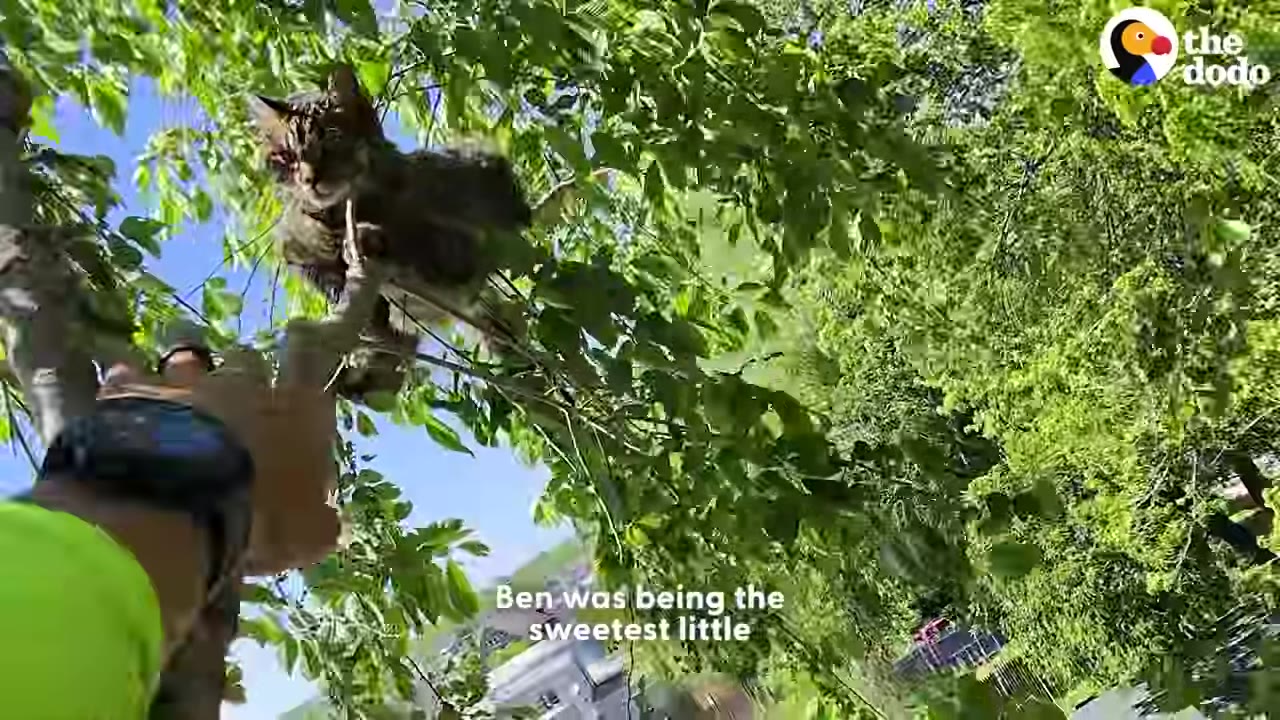 A first-person perspective looking up into a leafy tree, where a person's hand is reaching out toward a tabby cat perched on a thin branch.