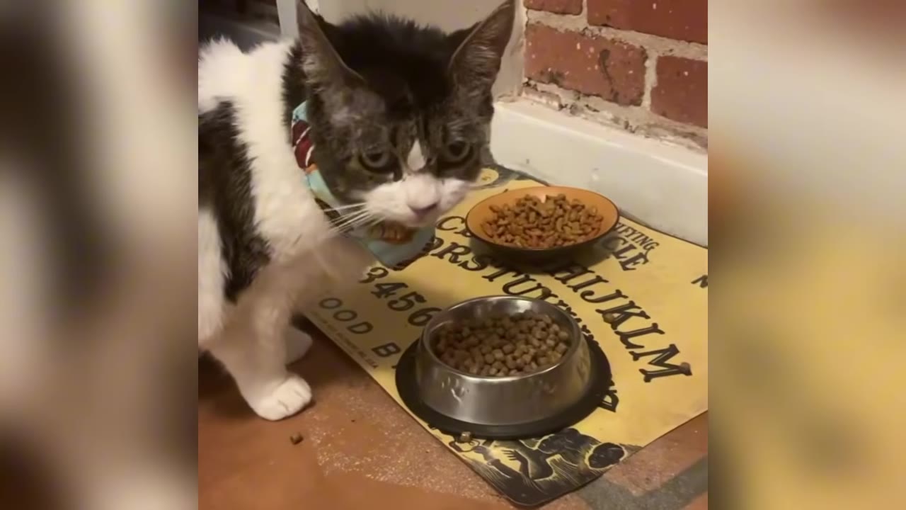 A black and white cat with a collar stands near two bowls of food on a mat, looking forward with a serious expression.
