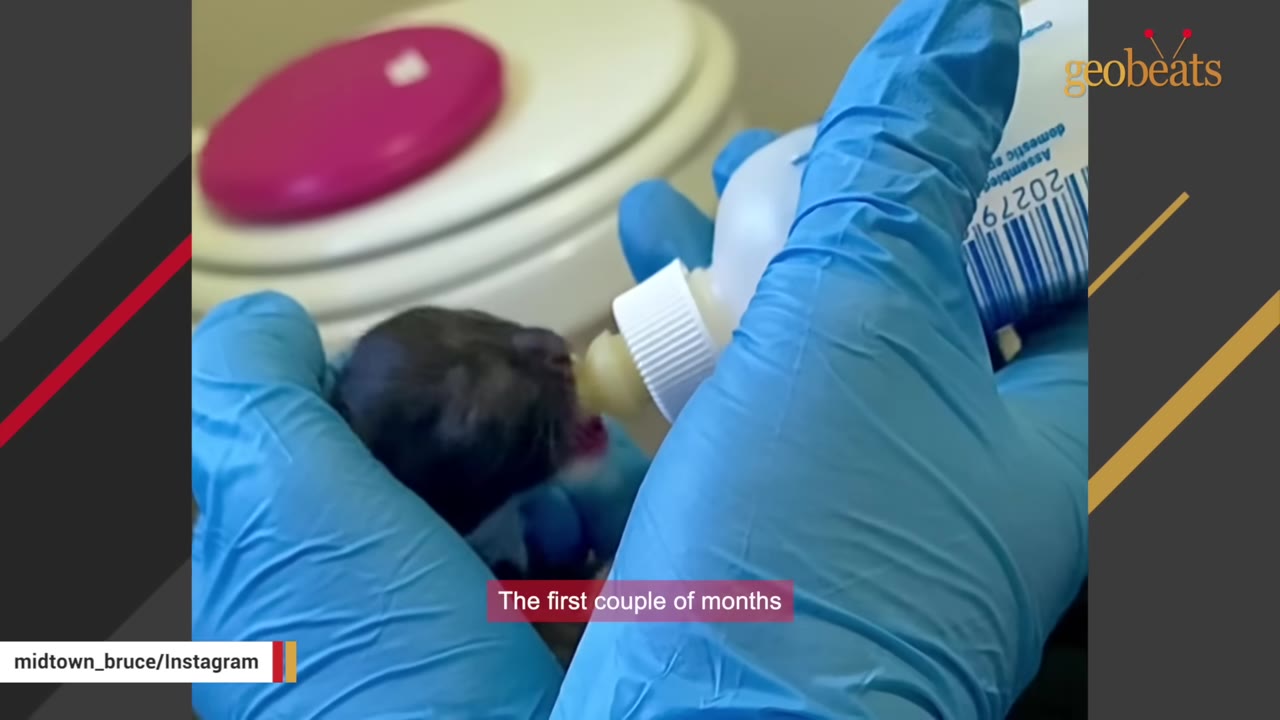 A tiny newborn black kitten is bottle-fed by a person wearing blue protective gloves.