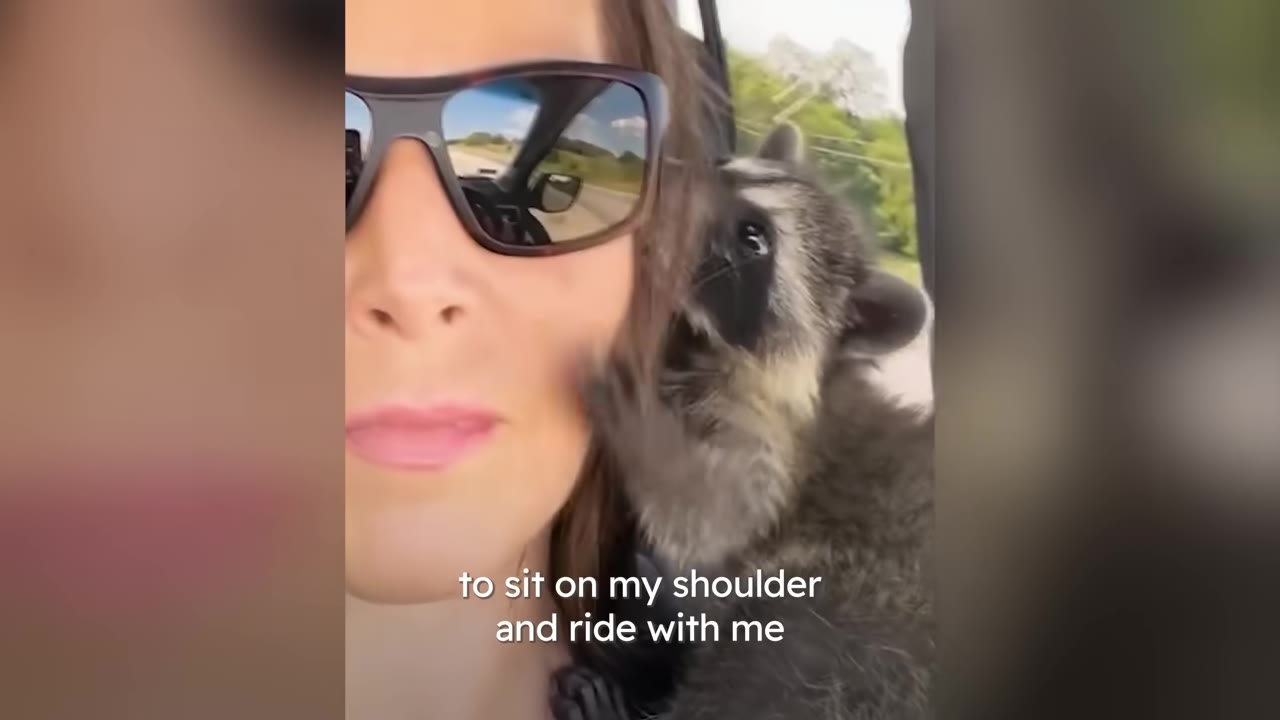A close-up of a woman wearing sunglasses with a small raccoon perched on her shoulder as they ride in a vehicle.