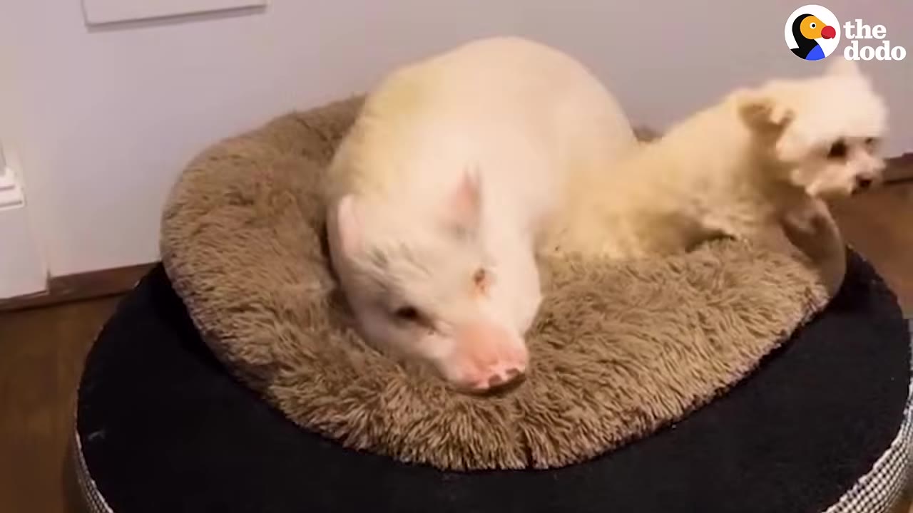 A white pig and a small white dog sharing a fluffy brown pet bed.