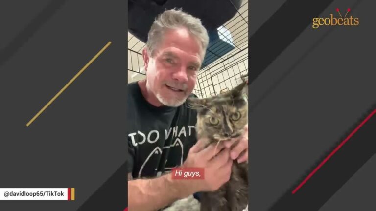 California Cat Found Immobile In A Drive-Thru Gets The Lifesaving Miracle She Desperately Needed