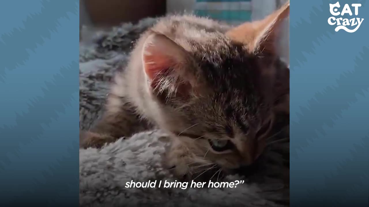 A close-up of a small tabby kitten lying on a soft grey blanket, with the text 'should I bring her home?' overlaid at the bottom.