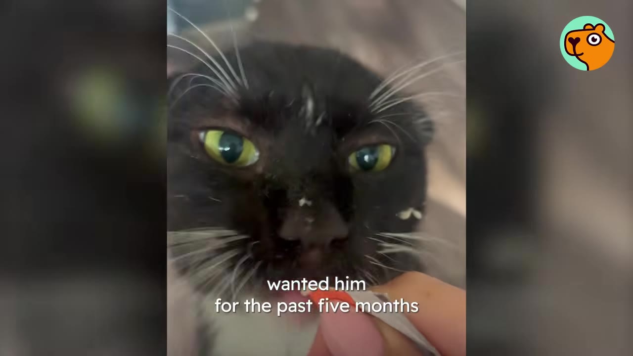 A close-up of a black and white cat with green eyes being fed a treat, with text overlay reading 'wanted him for the past five months'.