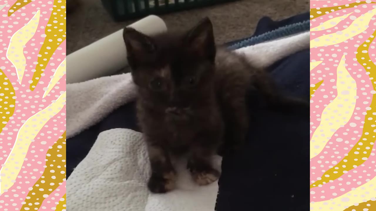 A small dark tortoiseshell kitten standing upright on its front paws on a blanket, looking forward.