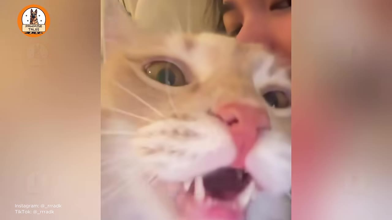 A close-up shot of an orange and white cat with its mouth wide open as if meowing or vocalizing loudly.