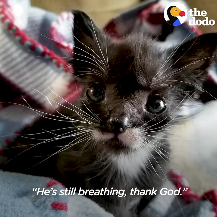 Virginia Rescue Takes In Kitten 3 Times Smaller Than Normal, But His Fierce Spirit Leaves Them Stunned