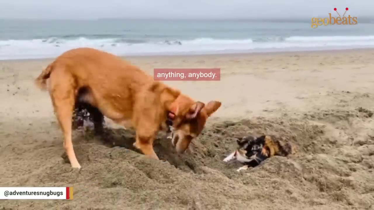 A tan dog digs in the sand on a beach next to a smaller, dark-furred dog lying in a shallow hole.