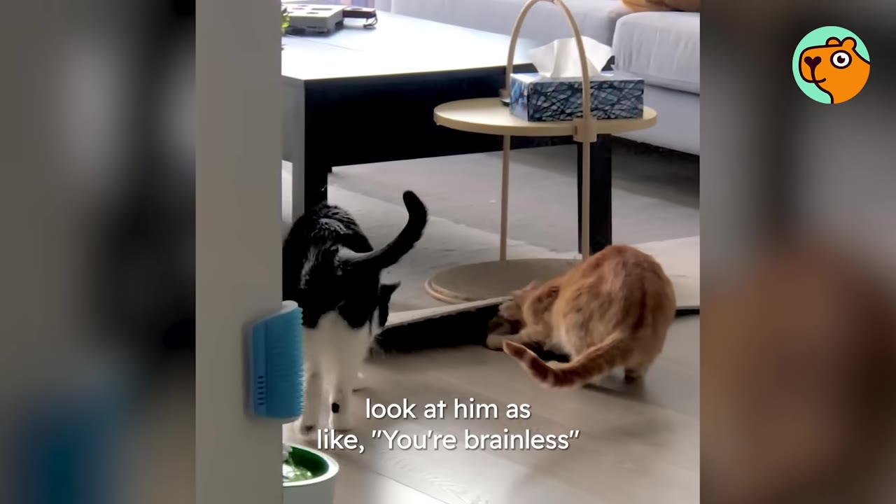 A black-and-white cat and an orange cat stand in a living room, looking down at the floor with curiosity.