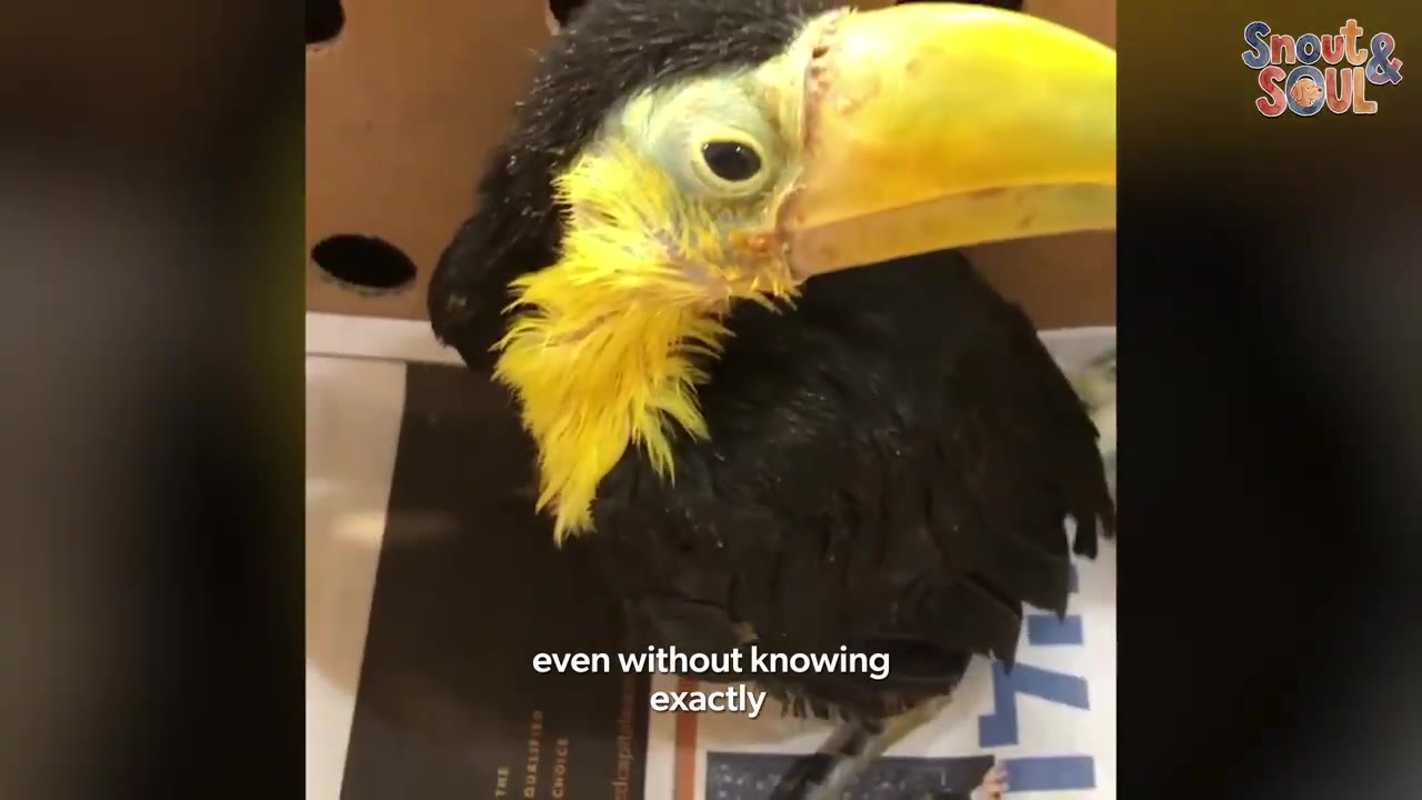 A close-up shot of a young toucan with black feathers, a yellow neck, and a large yellow beak, looking fragile inside a cardboard box.