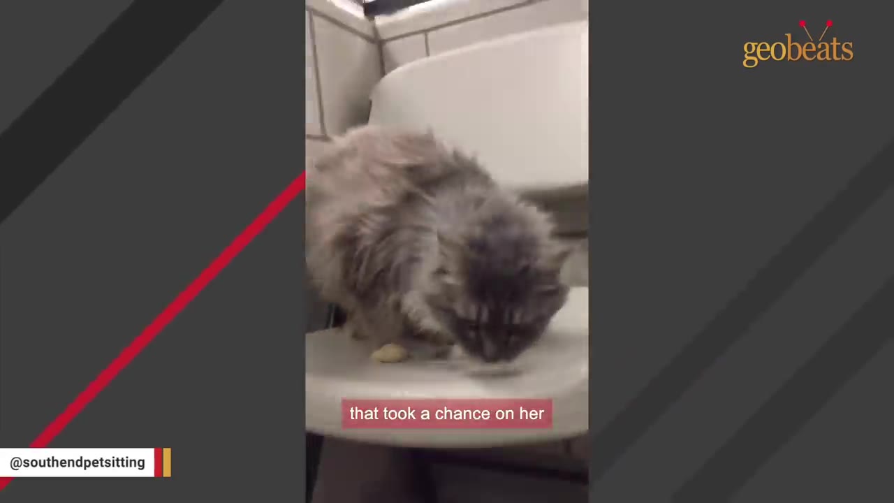 A fluffy grey cat sniffing a white plastic chair in a shelter-like setting.