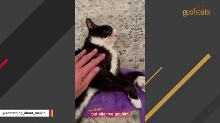Michigan Couple Rescues A Battered Feral Cat, Then He Starts Telling Them Who Needs Saving Next