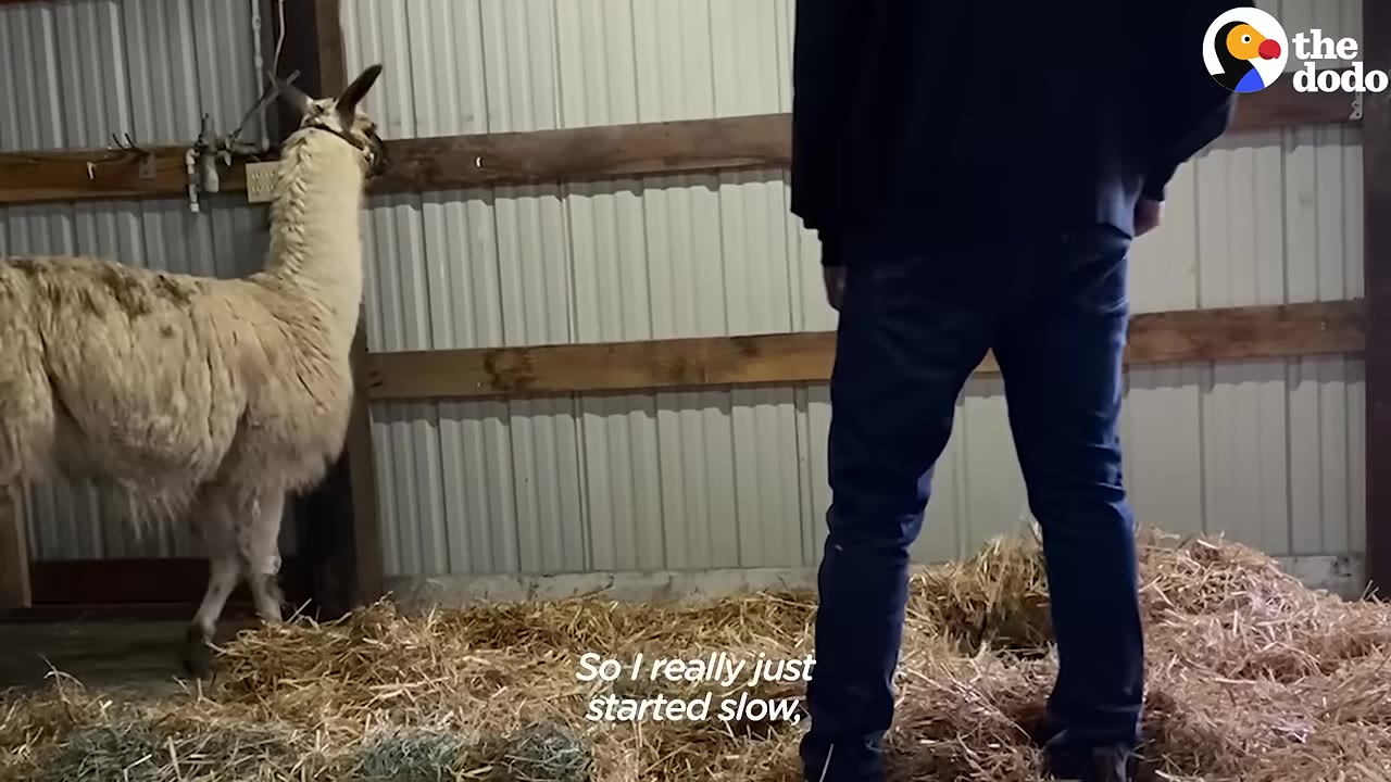 A person in blue jeans and a dark jacket stands in a barn stall filled with straw, facing a white llama standing near the wall.