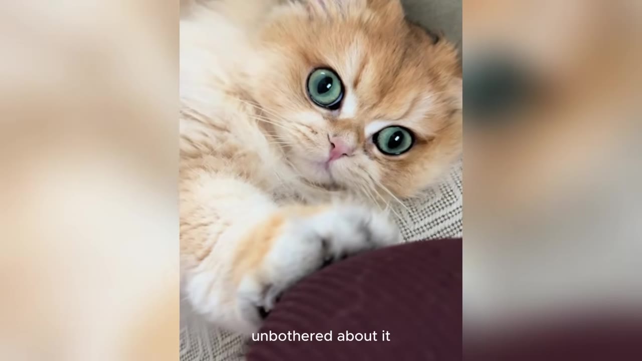 A close-up shot of a fluffy golden-orange kitten with large green eyes looking directly at the camera, with its paw resting on a dark surface.