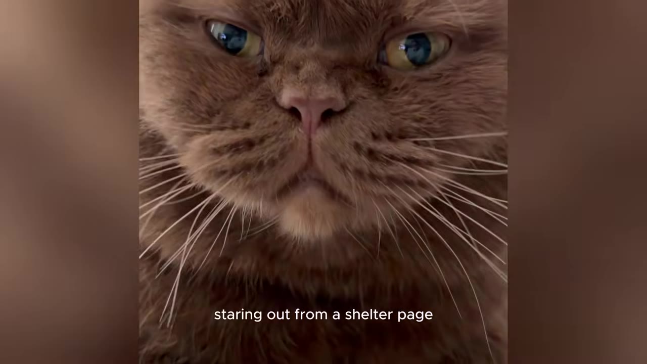 A close-up shot of a grumpy-looking brown cat with yellow-green eyes staring directly at the camera.
