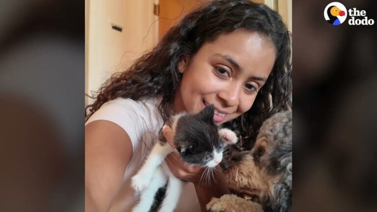 California Woman Agrees To Foster Six Kittens And Is Stunned By How Her Dogs React