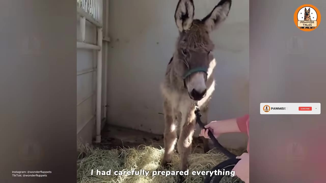 A small grey donkey wearing a halter stands on a bed of hay inside a stall while a person's hand holds its lead rope.