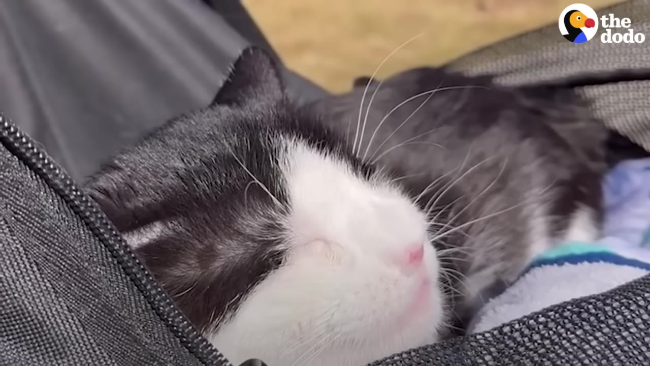 A close-up of a black and white cat resting peacefully with its eyes closed inside a soft carrier bag.