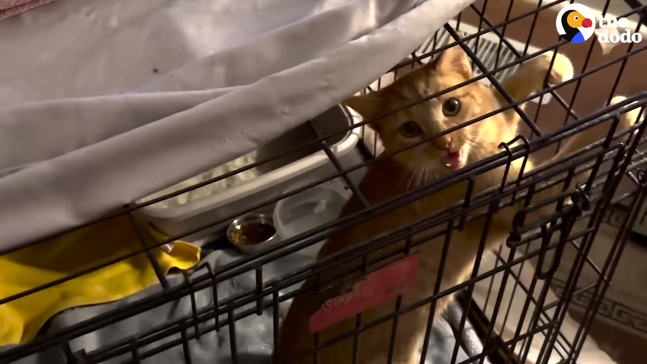 An orange cat looks up from inside a wire crate with a white sheet draped over the top.