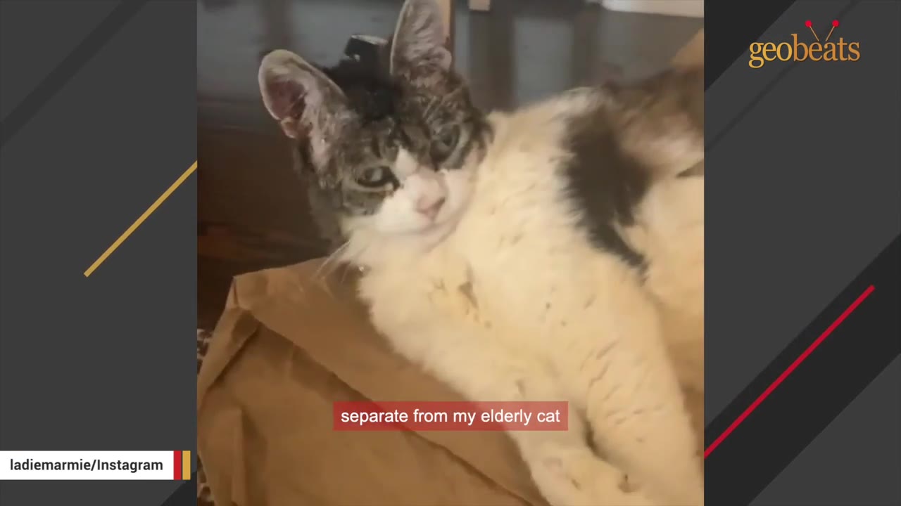 A brown and white tabby cat lying down on a brown paper bag.