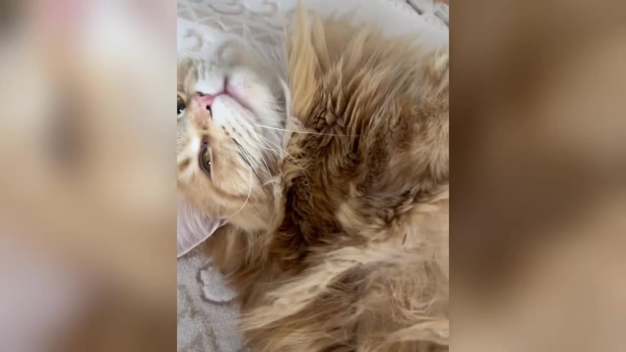 A close-up shot of a fluffy, long-haired ginger cat lying on its back, looking up with its head tilted.