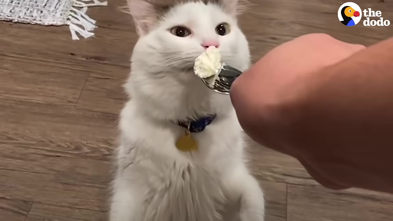 A white cat with a blue collar and gold tag looks up at a dollop of cream cheese on a fork held by a person's hand.