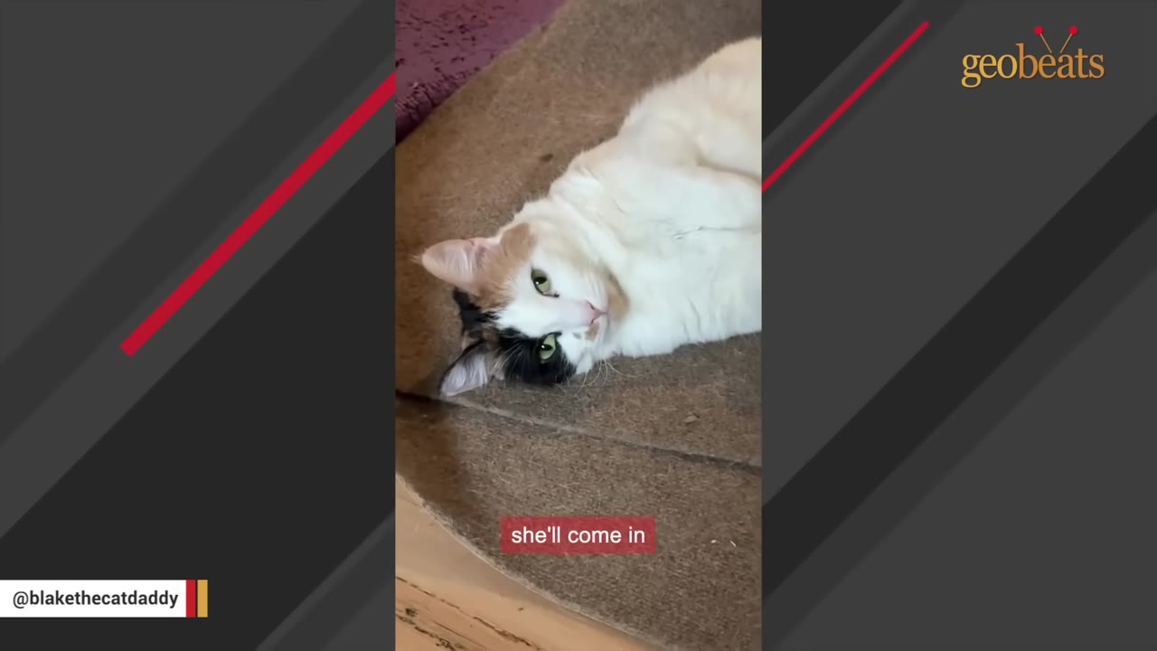 A calico and white cat lying on a brown rug, looking up at the camera.