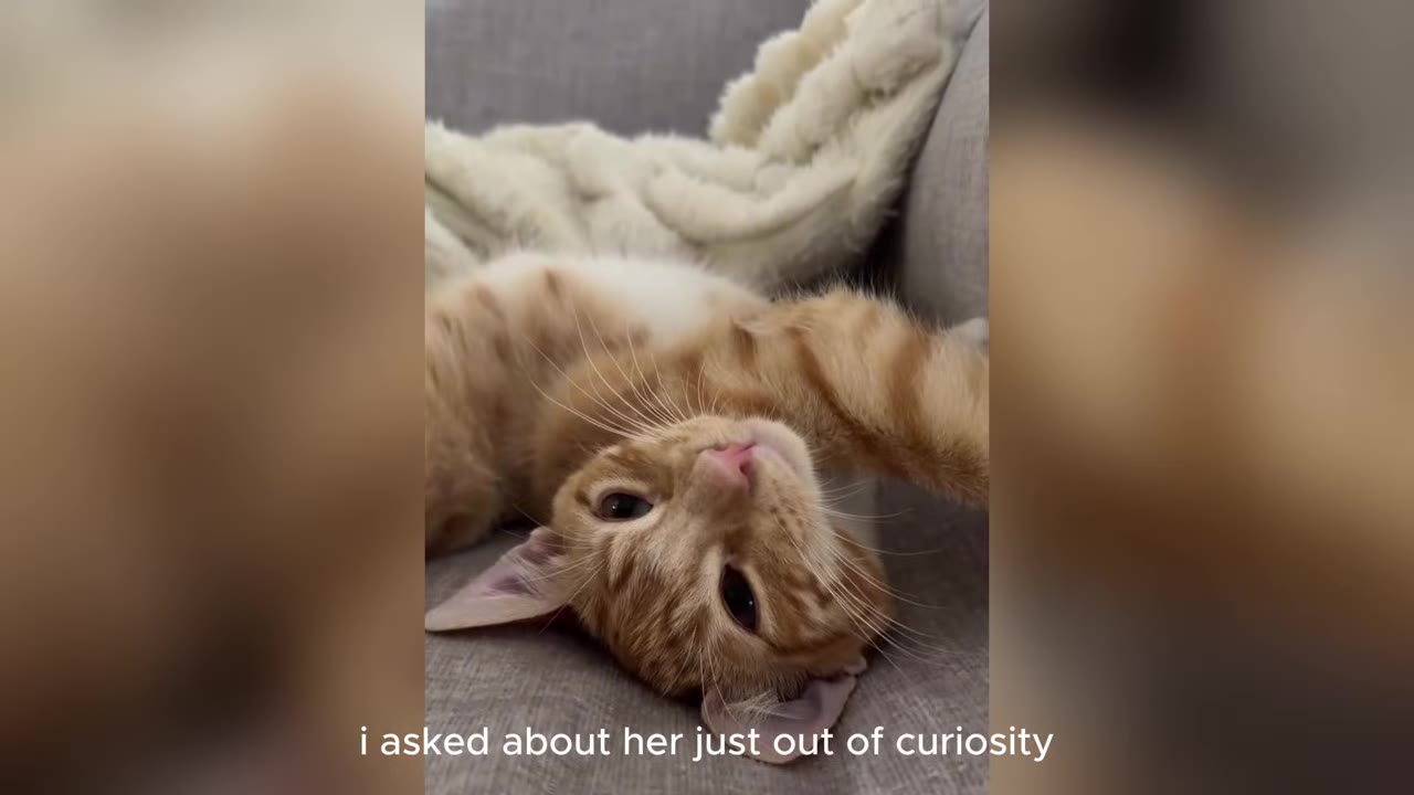 An orange and white tabby kitten lying upside down on a grey couch, looking directly at the camera.