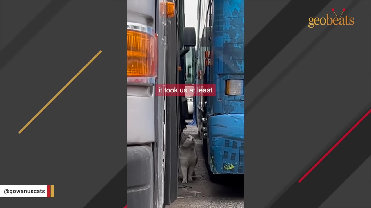 A grey and white cat stands in a narrow gap between two large buses parked close together.