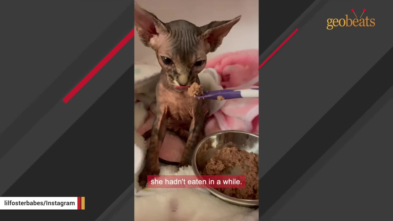 A small, hairless Sphynx kitten is being spoon-fed wet food from a purple spoon, with a metal bowl of food in the foreground.