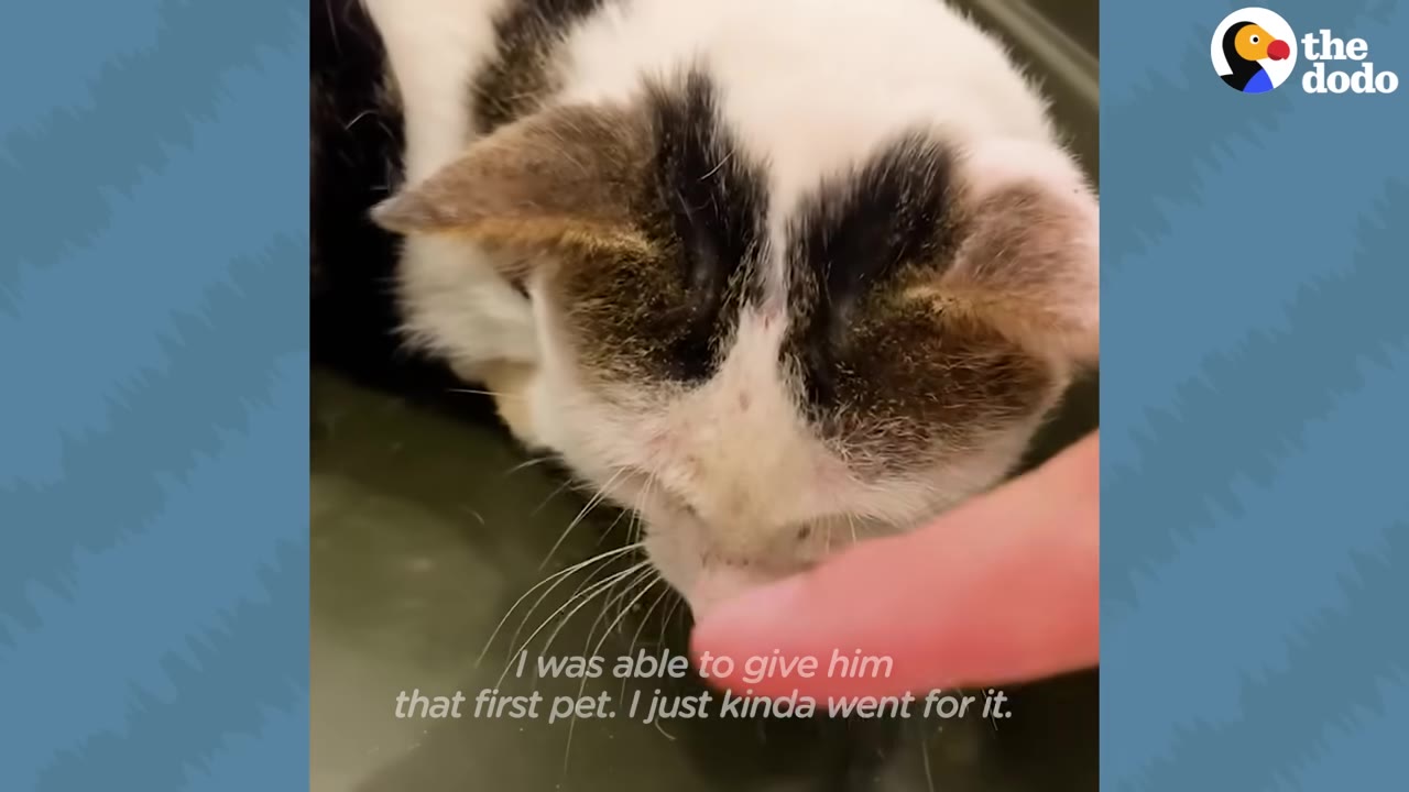 A close-up shot of a person's finger gently reaching out to touch the head of a white and black cat.