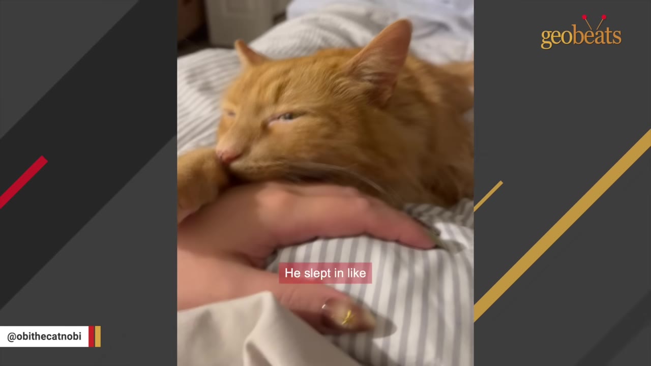An orange cat resting its head on a person's hand while lying on a striped bedsheet.