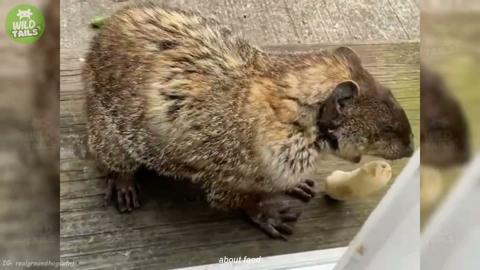 Video frame for The First Shared Breakfast