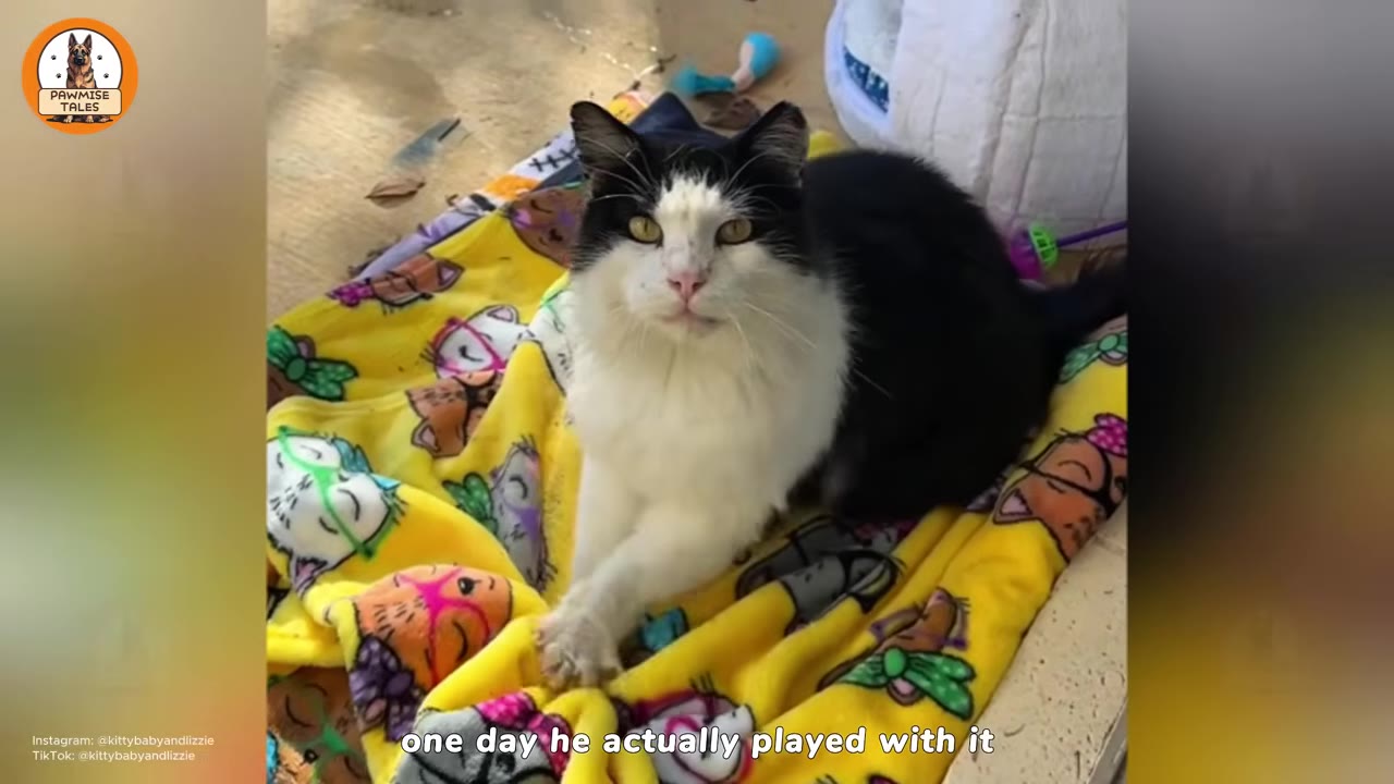 A fluffy black and white cat sits on a bright yellow blanket patterned with cartoon cats.