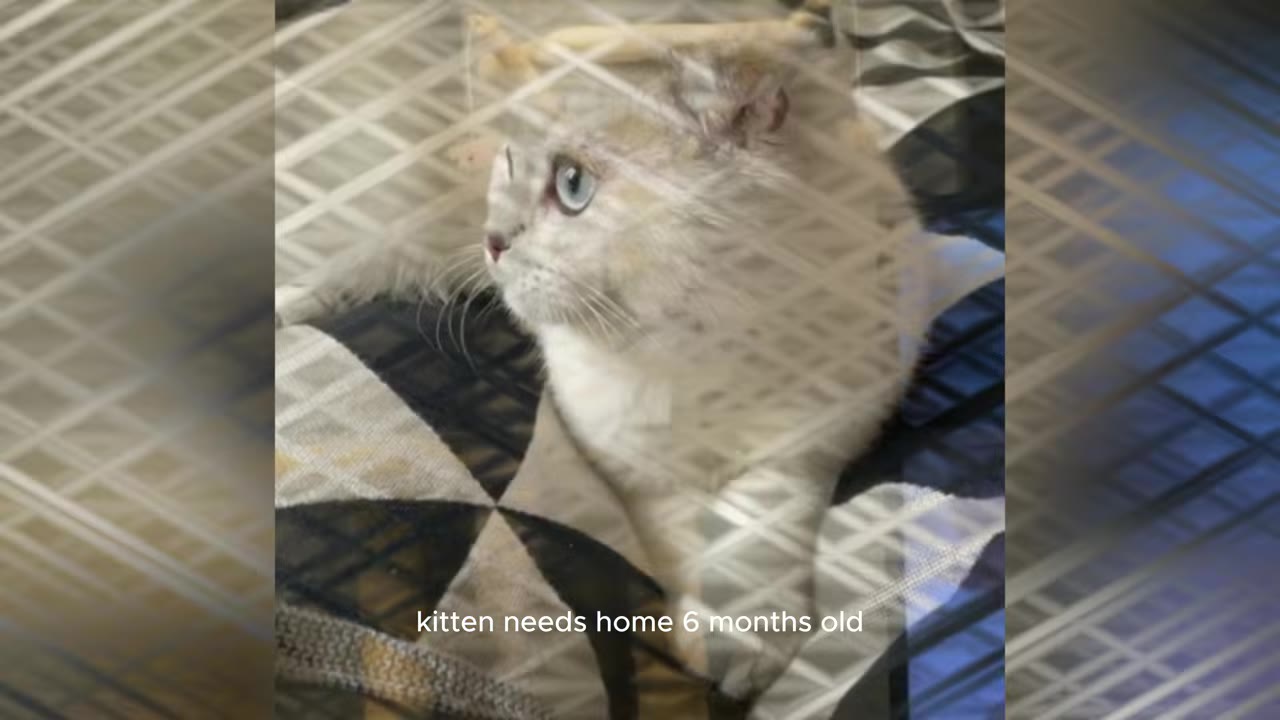 A white Scottish Fold kitten looking to the side, overlaid with a grid pattern and the text 'kitten needs home 6 months old'.