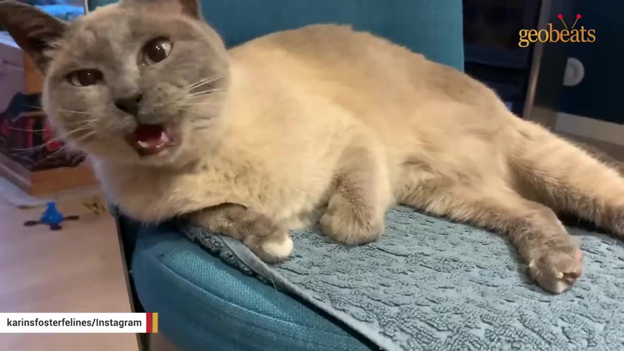 A light-colored Siamese-mix cat with dark points lies on a blue chair, looking directly at the camera with its mouth open as if meowing.