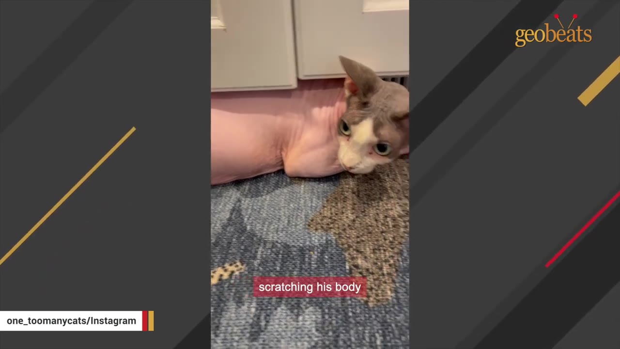 A close-up of a hairless Sphynx cat lying on a patterned rug near a cabinet, with a caption that reads 'scratching his body'.