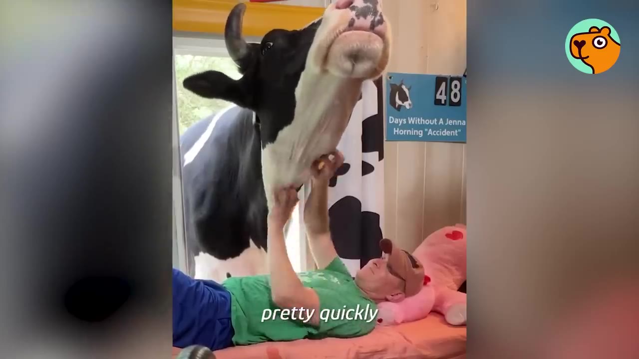 A black and white cow sticks its head through an open window to receive chin scratches from a man lying on a bed.