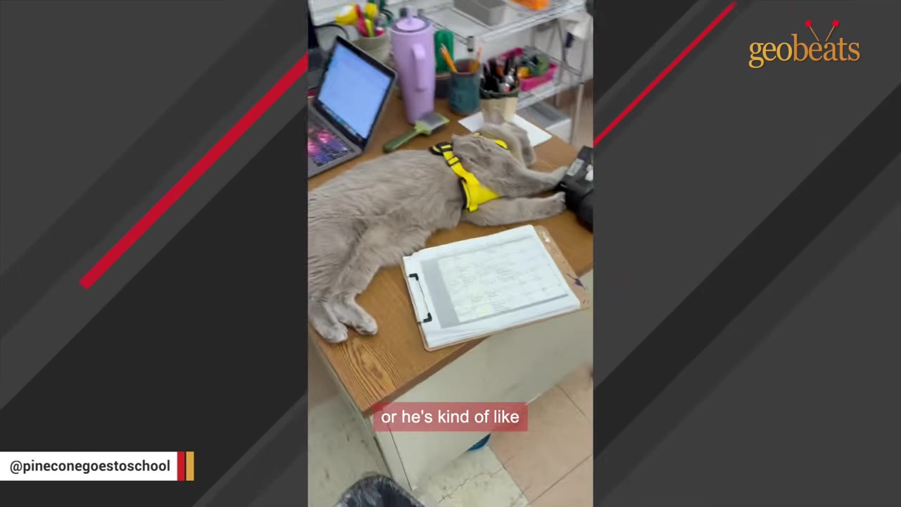A fluffy grey cat wearing a yellow harness lies completely sprawled out on a wooden school desk next to a laptop and a clipboard.