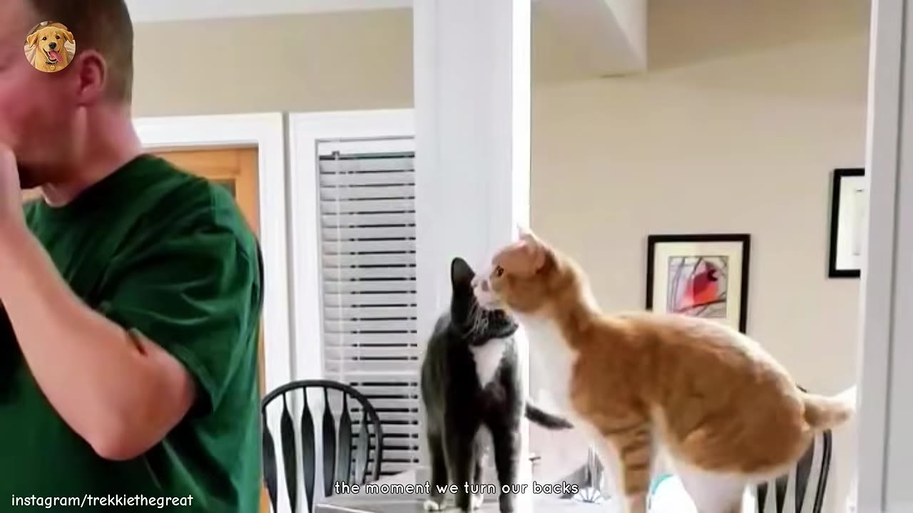 An orange and white cat stands on a kitchen counter looking towards a man in a green shirt who has his back partially turned.