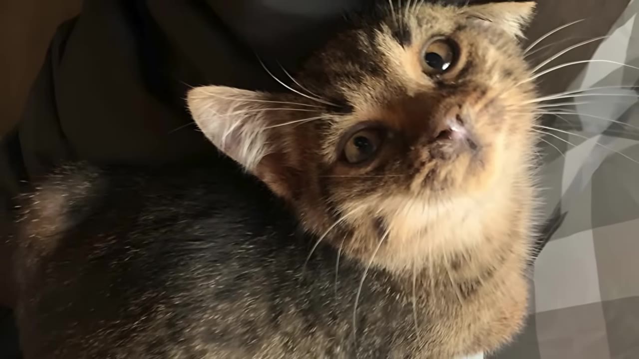A close-up of a small tabby kitten tilting its head and looking up with wide, curious eyes.