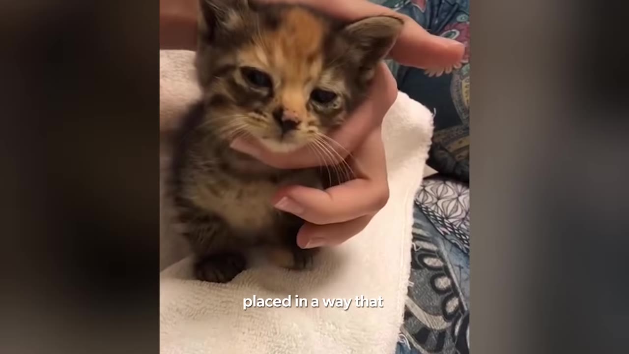 A small calico and tabby kitten being held gently by a person's hand while wrapped in a white towel.
