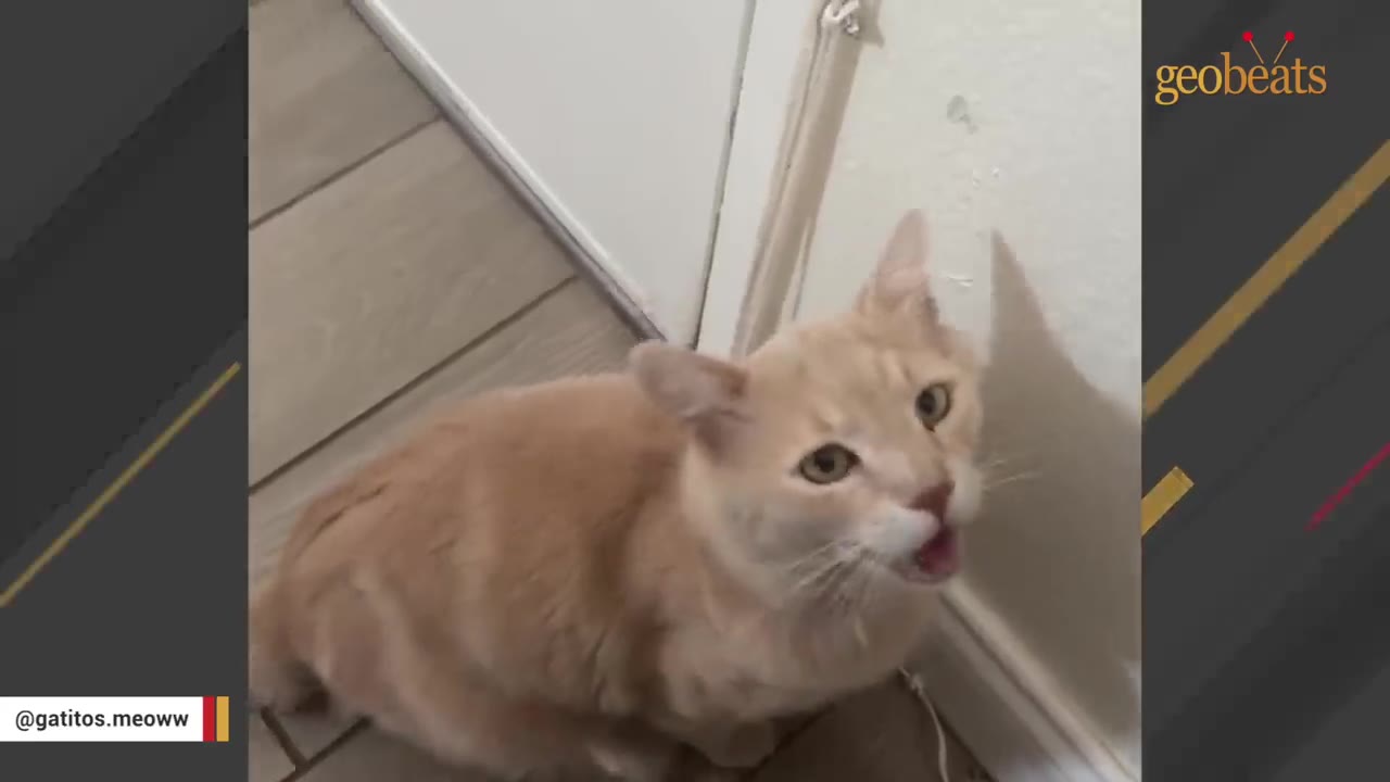 A light orange cat sitting on a tiled floor inside a house, looking up near a closed white door.