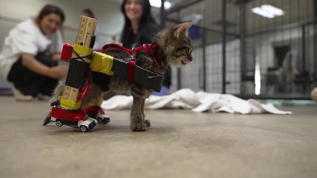 A small tabby kitten wearing a makeshift wheelchair made of rulers, tape, and toy cars stands on a concrete floor, looking forward.