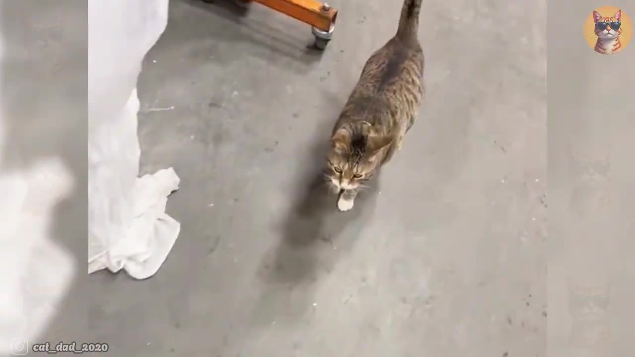 A tabby cat with white paws walks forward on a concrete floor.