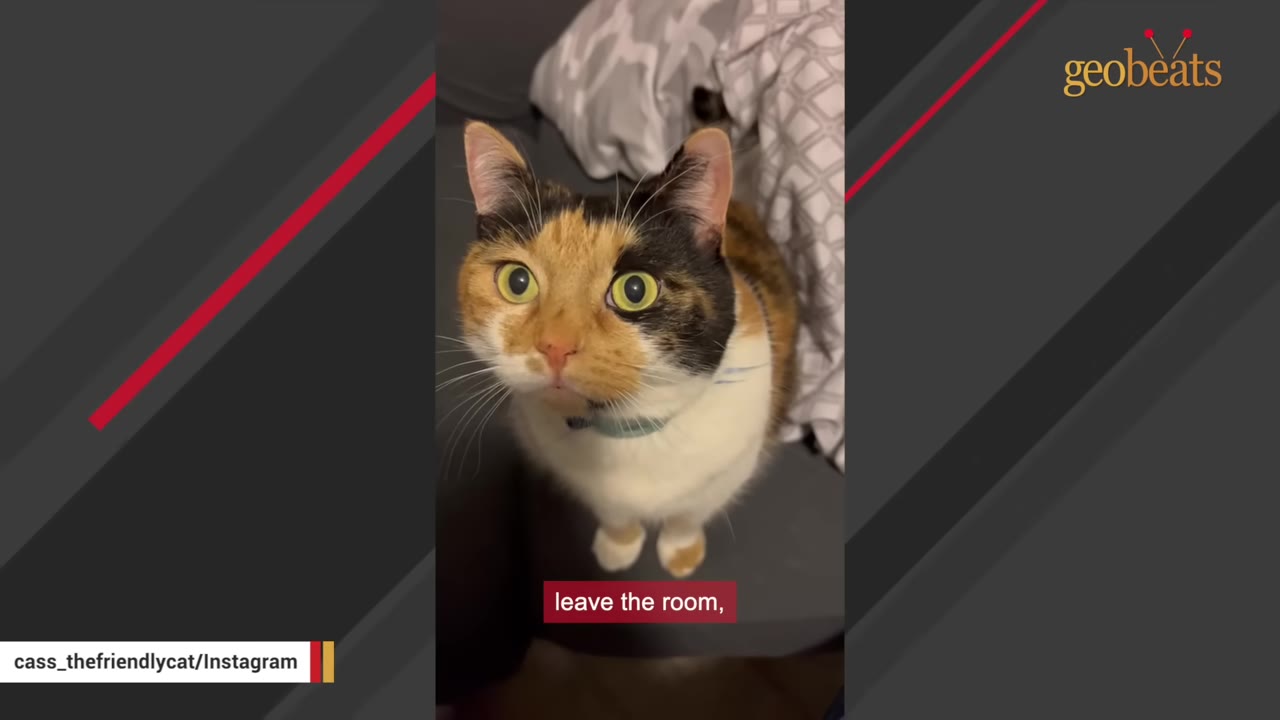 A calico cat with wide green eyes looks up attentively while sitting on a grey surface.